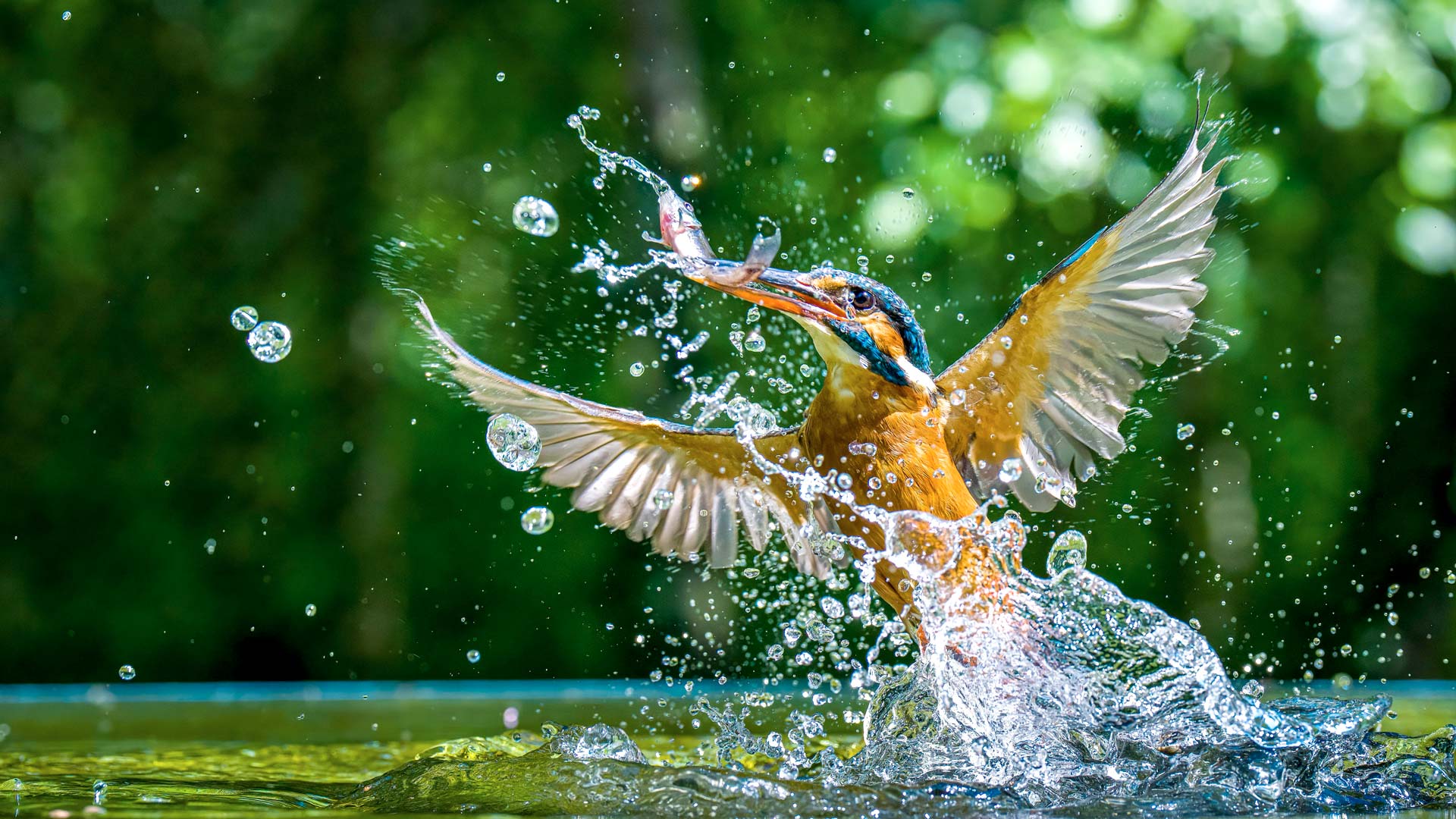 Eisvogel der aus dem Wasser auftaucht und einen Fisch gefangen hat: Lieferantenkodex (Umwelt, Ethik, compliance)